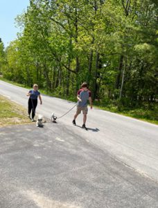 two students walk dogs from the animal shelter